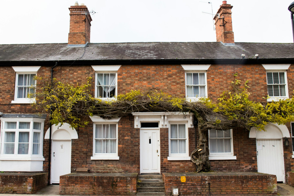 terraced-houses-white-doors Terrace of 2 storey brick houses with white front doors; plant growing across the top of the doors.